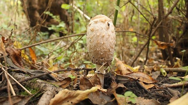 Jestiva gljiva Velika gnojištarka (Coprinus comatus) смотреть онлайн
