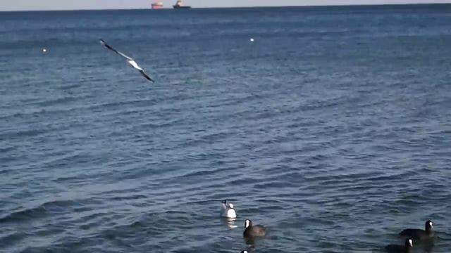 Видео снято на фотоаппарат olympus e-pl1