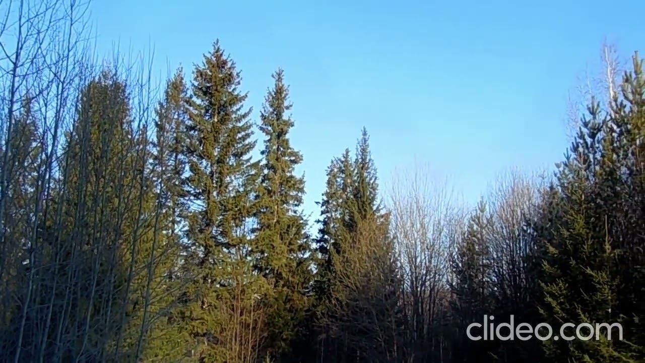 Утренняя прогулка по лесу. смотреть онлайн