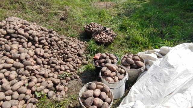 Урожай картоплі сорту БЕЛЛАРОСА // СІЛЬСЬКЕ ЖИТТЯ . смотреть онлайн