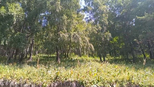 Алматы. Природа по дороге верх в БАО. ГДЕ МНОГО ЯГОД. смотреть онлайн