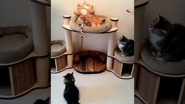 Домик игровой комплекс для кошек мейн кун