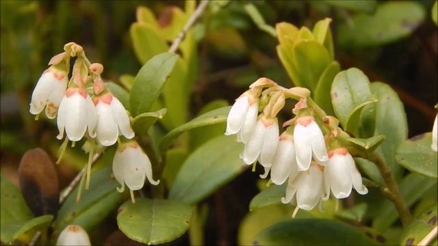 Что нашли в лесу?! Папа рыбак? смотреть онлайн