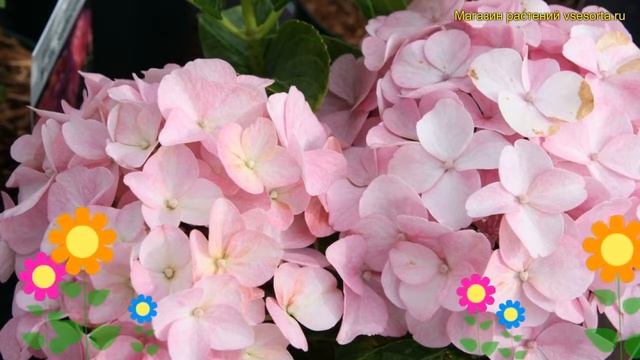 Гортензия крупнолистная Блю Сэдакшен. Краткий обзор, описание hydrangea macrophylla Belle Seduction смотреть онлайн