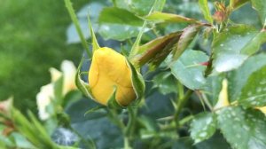 Rose//Знакомьтесь  - плетистая роза "Айконик". Рекомендую!