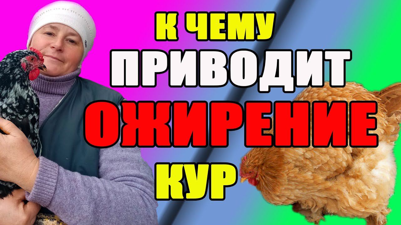 К чему приводит ОЖИРЕНИЕ кур. Как правильно кормить кур. смотреть онлайн