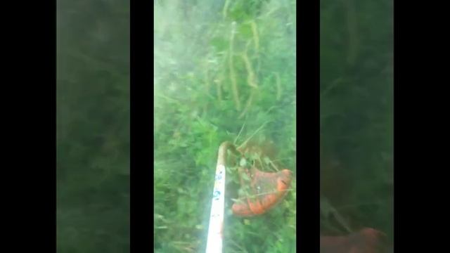 STIHL PolyCut 6-2 This Really Works# equipment#tools#working#handyman смотреть онлайн