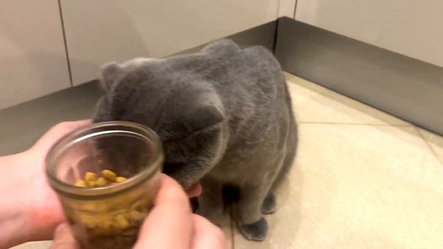 Как испортить жизнь коту? Туалет, режим и еда со стола смотреть онлайн