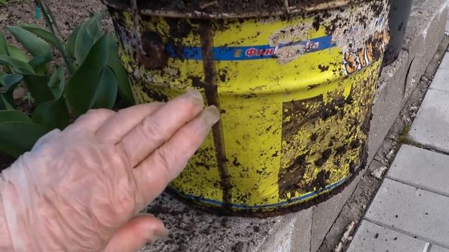 Срочно выкапываю тюльпаны, а точнее горшки с тюльпанами. Посадка тюльпанов в горшки смотреть онлайн