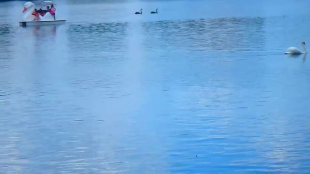Танец Любви или Лебединая ВЕРНОСТЬ Lake Eola FloridaYalta 19.07.2015 смотреть онлайн