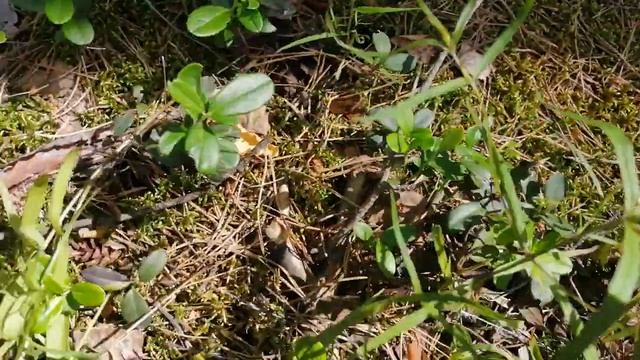 Почти бесплатный торф и сфагнум смотреть онлайн