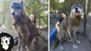 ТЫ НЕ ПОВЕРИШЬ, НО ЭТОТ ВОЛК РЕАЛЬНО СУЩЕСТВУЕТ [Белый кот]