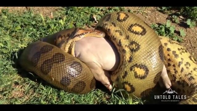 Python Eating Big Dead Pig, Crunched Bones Swallowed It Slowly - The Most Epic Battle смотреть онлайн