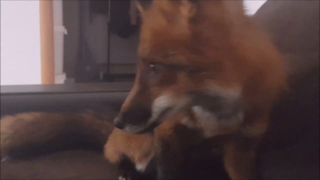 ЛИСА Ест Блины и пьет Чай. Домашний ЛИС МИКИ. смотреть онлайн