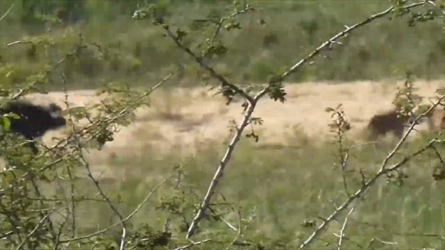 Эти Львы Связались Не с Тем Быком... Драки Животных Снятые на Камеру! смотреть онлайн