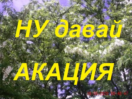 Развили семьи до 4 корпусов,а взятка на акации нет.При объединение погибла пчела. смотреть онлайн