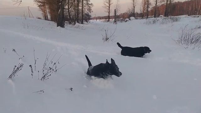 Домашняя передержка собак смотреть онлайн