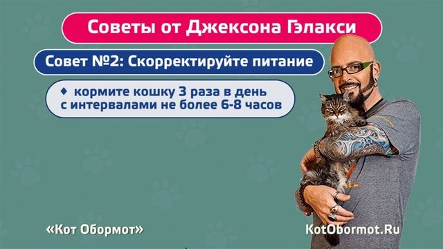 Как приучить кошку спать по ночам смотреть онлайн