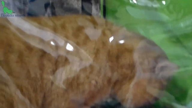? ОГРОМНЫЙ Рыжий Кот ? Британская Порода | ПОРОДЫ КОШЕК смотреть онлайн