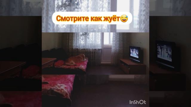 Золотистый Ретривер один дома. Серия 2. смотреть онлайн