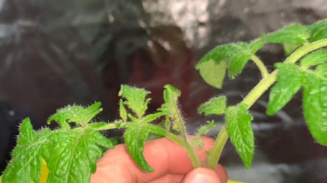 Purple Cayenne Pepper and Patio Tomato Update 2 - Hydroponic Kratky Method смотреть онлайн