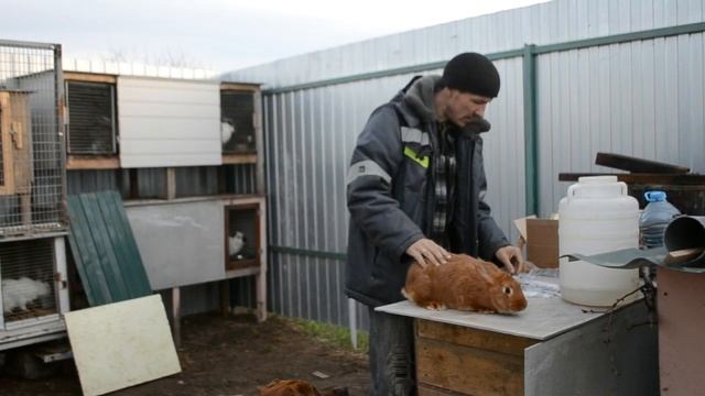 Вакцинация кроликов от миксаматоза  Раббивак В