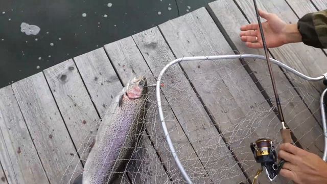 Парус север, подьем крупной форели на минноу!!! смотреть онлайн