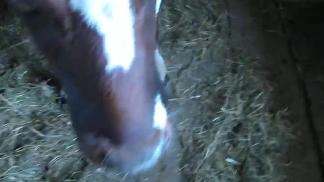 Изменения на ферме . смотреть онлайн