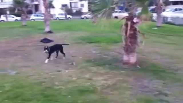 Собачья любовь к пальме смотреть онлайн