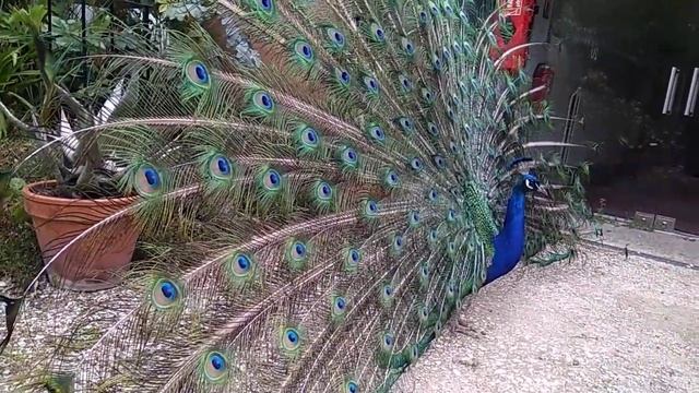 Павлин в Венсенском лесу, Париж смотреть онлайн