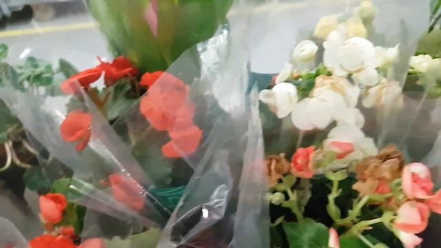 Уценка декоративно-лиственных и красиво цветущих растений в Гринвилле, Новосибирск. смотреть онлайн