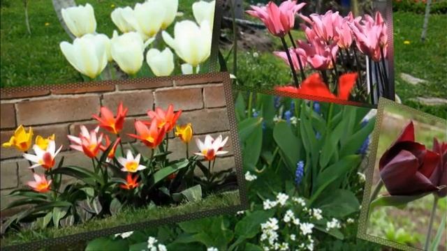 Что делать с тюльпанами после цветения смотреть онлайн