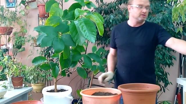Пересадка взрослого лимона смотреть онлайн