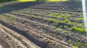 СКОРОСТНОЕ ОКУЧИВАНИЕ КАРТОФЕЛЯ ТЯЖЁЛЫМ МОТОБЛОКОМ/HOODING POTATOES WITH A MINITRACTOR