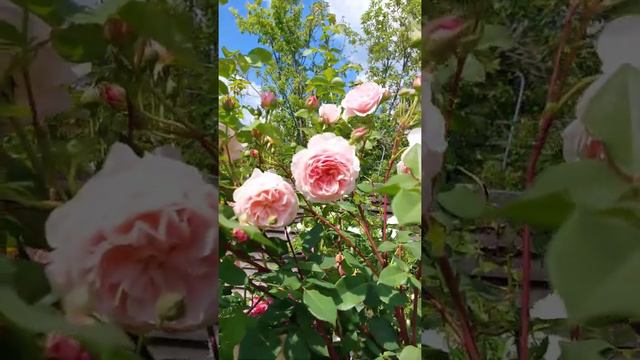 Роза William Morris (David Austin Roses)