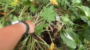 Герань крупнокорневищная ?подстригаю многолетники☘️удобряю цветник☘️ намечаю новую линию газона
