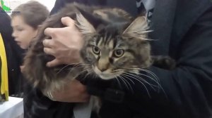 Мейн Кун - Американская Гордость, Коты ГИГАНТЫ | ПОРОДЫ КОШЕК