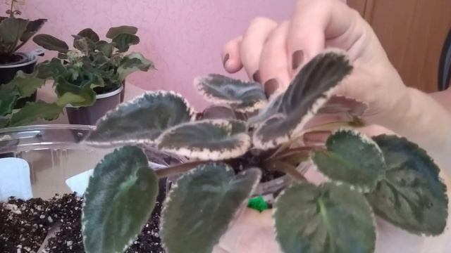 Фиалки к 8 марта смотреть онлайн