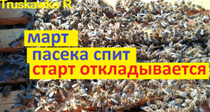 пчёлы. Холодная весна, не даёт пчёлам сделать весенний старт. Снова теряем мёд.