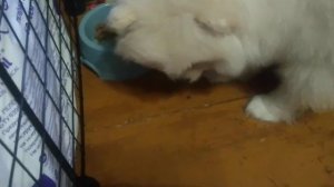 Полноценное кормление щенков. 2 мес. Шпиц