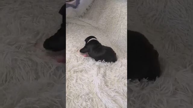 Продаётся!! АМЕРИКАНСКИЙ стаффордширский терьер. Девочка?. +79130429235 WhatsApp, I смотреть онлайн