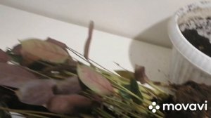 Почему желтеют листья эухариса(Амазонская лилия)? Пересадка растении.