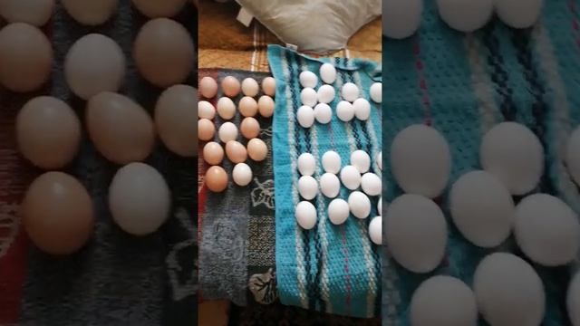 обработка яйца перед закладкой в инкубатор смотреть онлайн