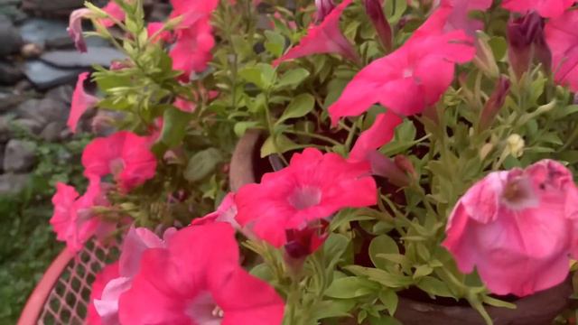How To Keep Your Petunia Blooms All Summer