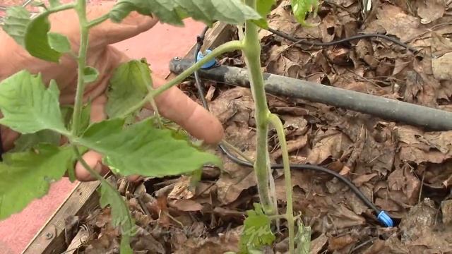 ИЮНЬ НА ДАЧЕ. Начинаем формировк. Отвечаем на вопросы. смотреть онлайн