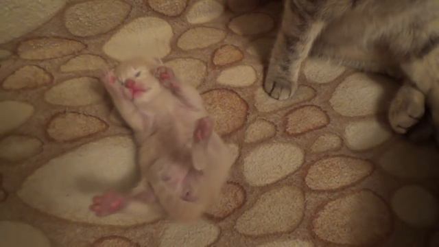 Ми-ми-мишные кошки. Муська и Персик. Любовь - морковь.. смотреть онлайн