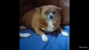 Top 5 dog