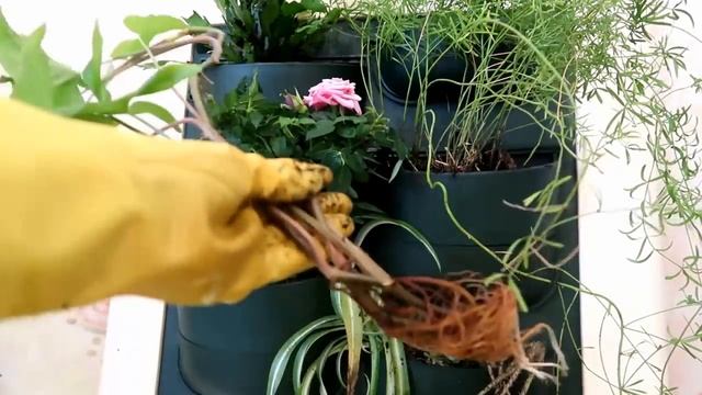 ФИТОКАРТИНА (ЖИВАЯ) своими руками смотреть онлайн