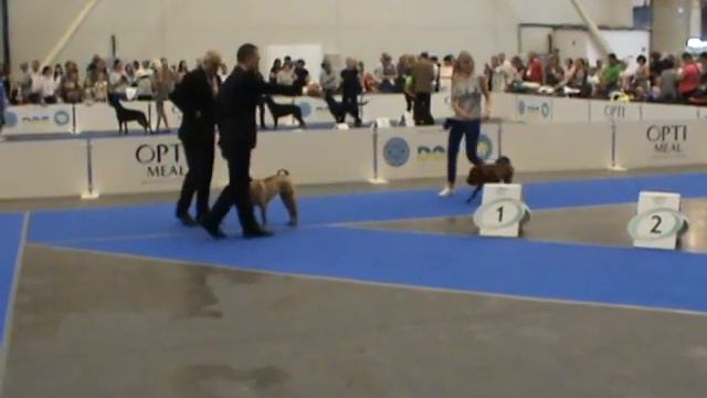 EURODOGSHOW-2017, SHARPEI (часть 1 из 3) смотреть онлайн