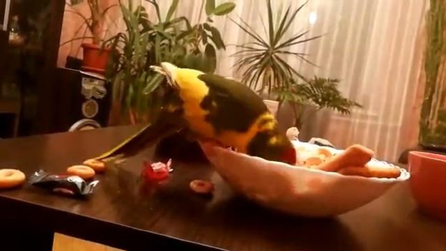 Вор Ксюша в вазе или что едят КАКАРИКИ! The thief Ksyusha in a vase or what they eat KAKARIKI! смотреть онлайн